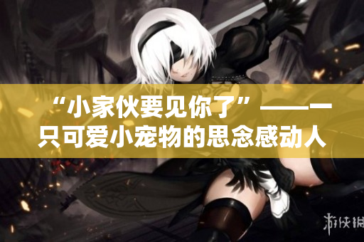“小家伙要見你了”——一只可愛小寵物的思念感動人心