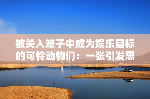 被關入籠子中成為娛樂目標的可憐動物們：一張引發思考的照片
